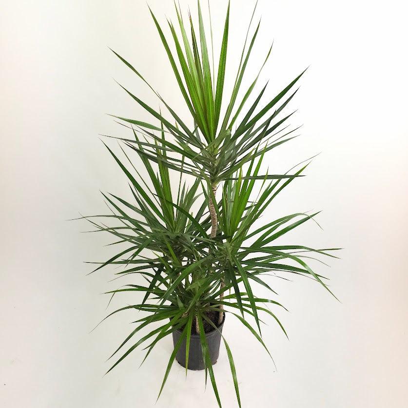 Dracaena Marginata, Staggered - View 16 from www redcrocus com