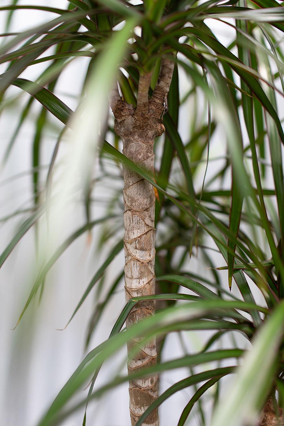 Dracaena Marginata, Staggered - View 21 from www redcrocus com