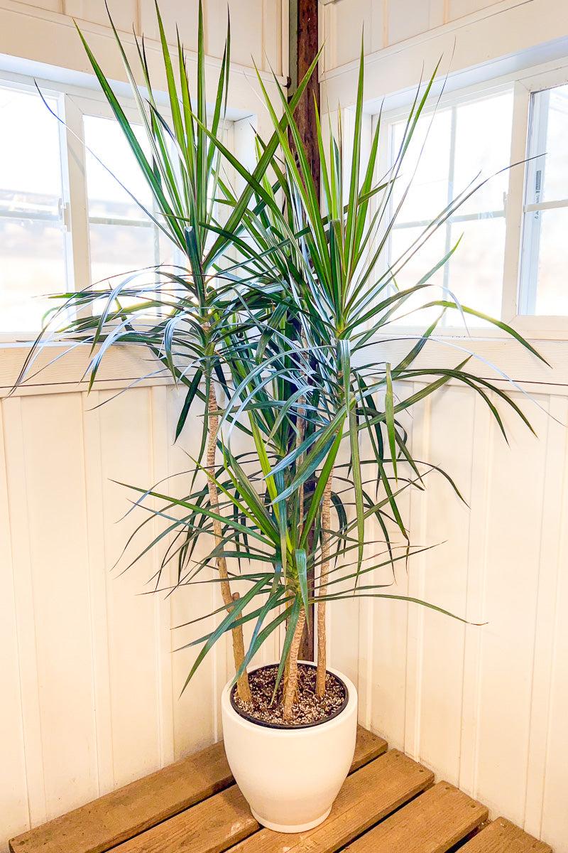 Dracaena Marginata, Staggered - View 23 from www redcrocus com