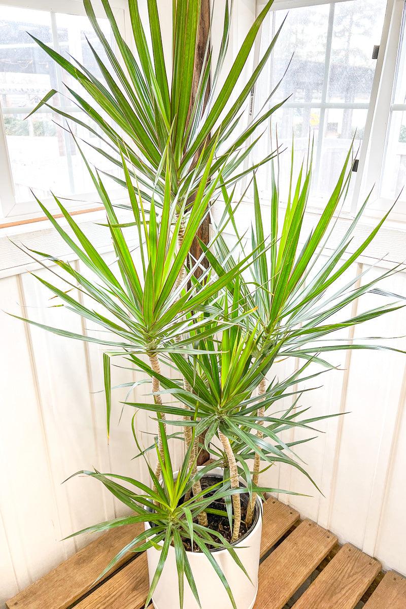 Dracaena Marginata, Staggered - View 25 from www redcrocus com