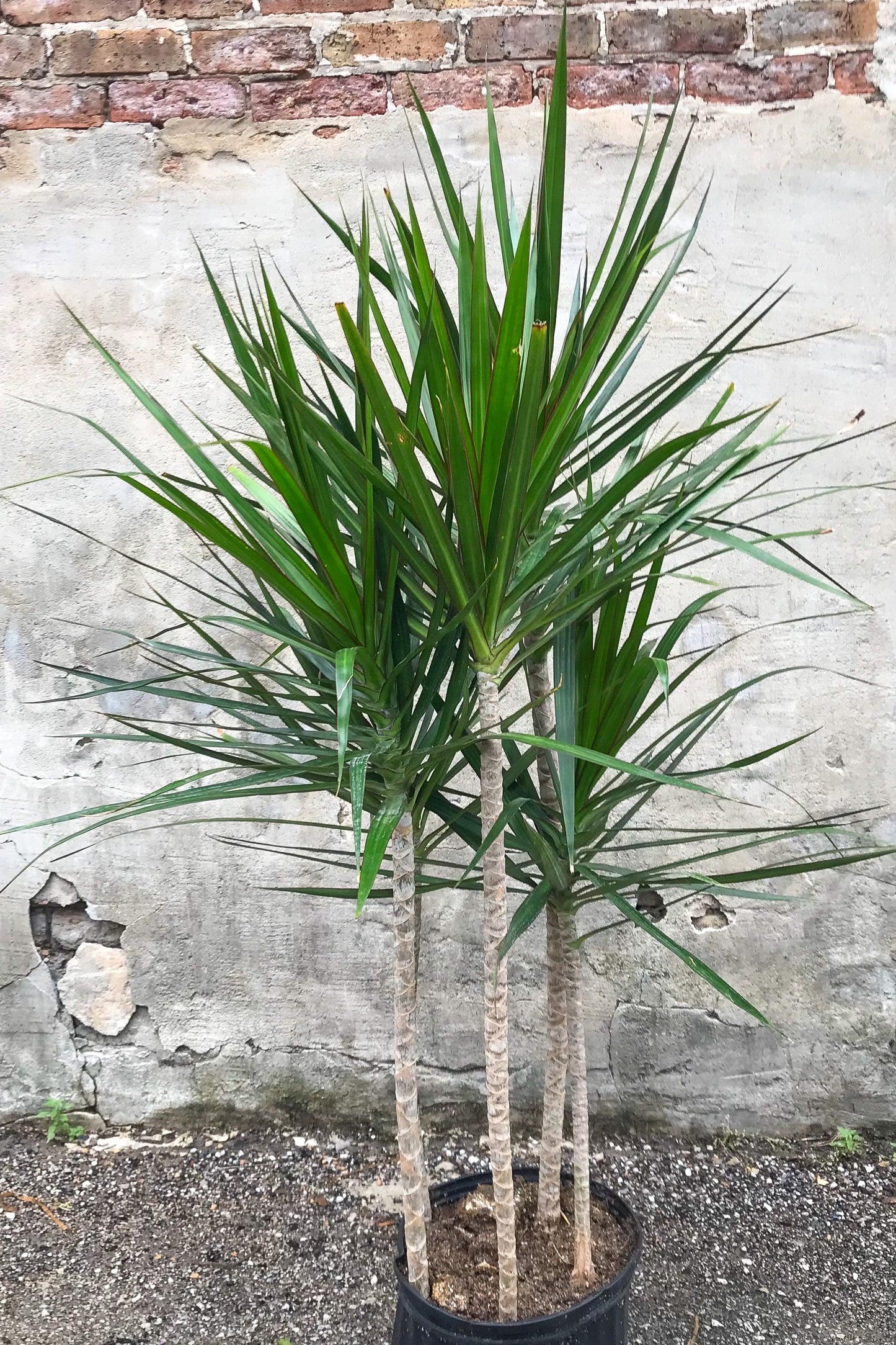 Dracaena Marginata, Staggered - View 30 from www redcrocus com