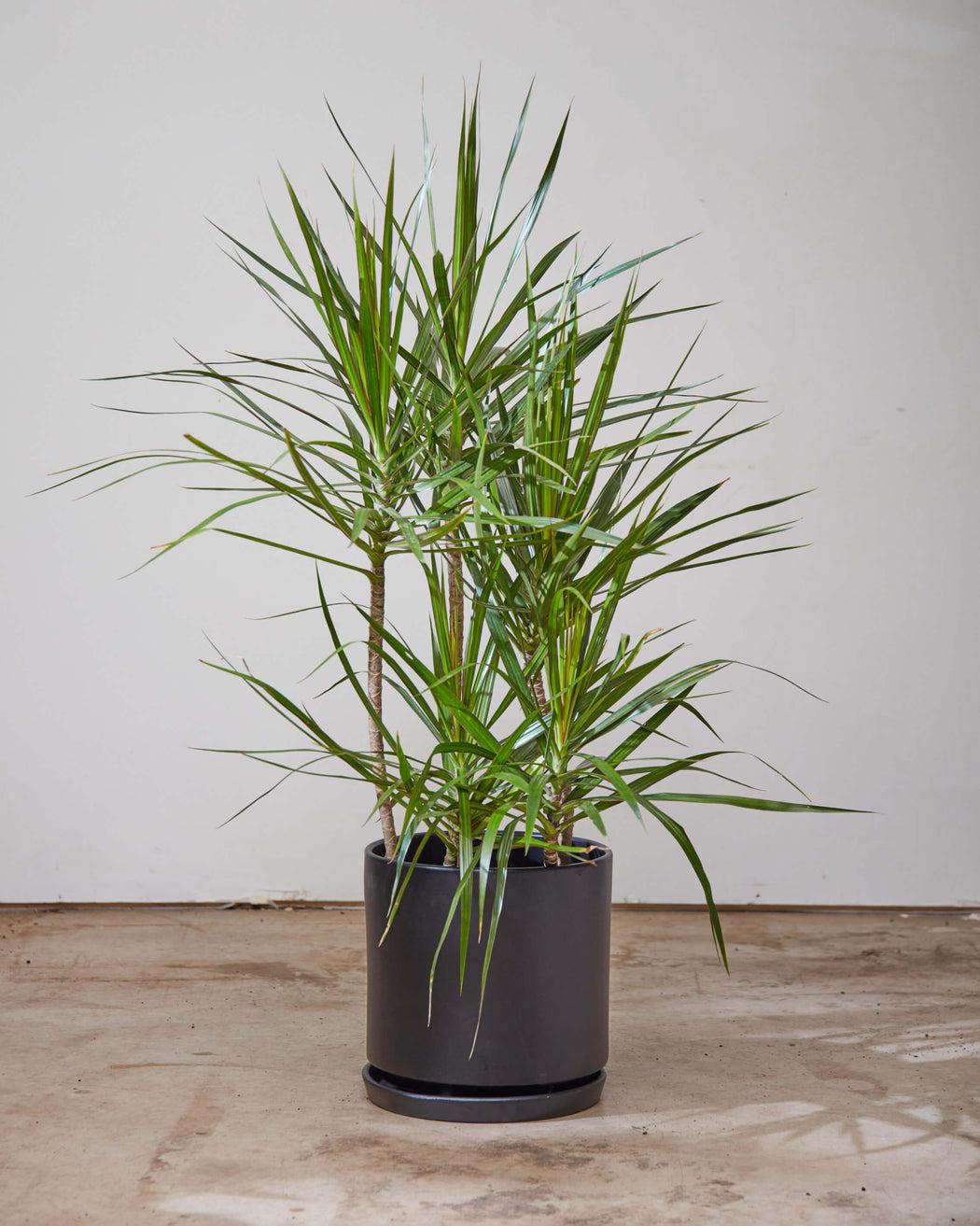 Dracaena Marginata, Staggered - View 31 from www redcrocus com