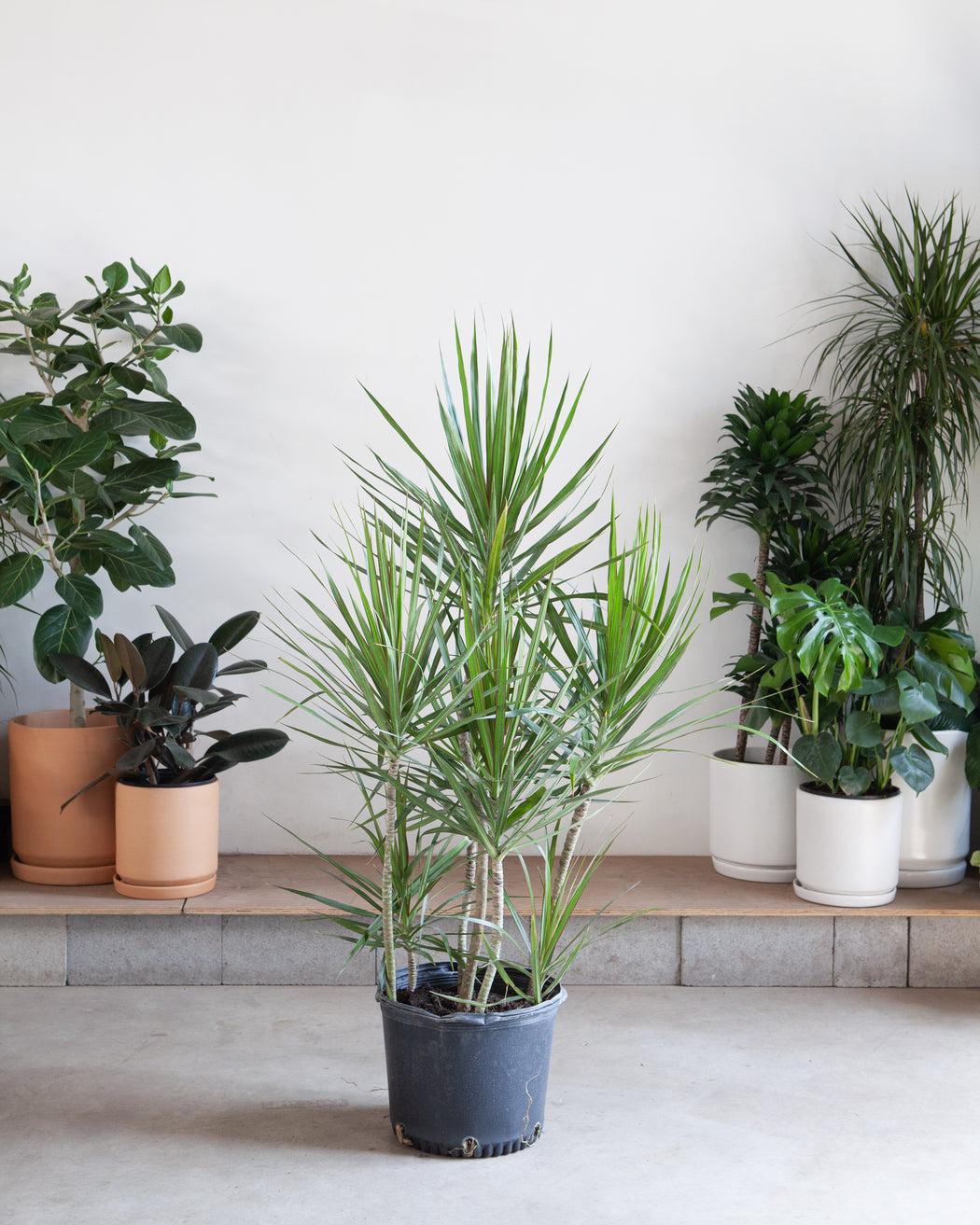 Dracaena Marginata, Staggered - View 32 from www redcrocus com