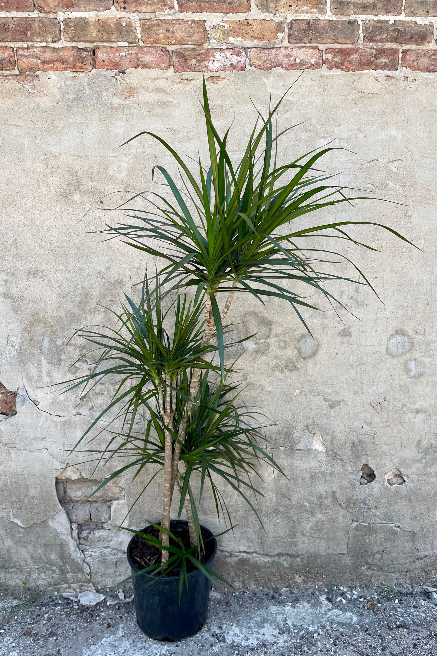 Dracaena Marginata, Staggered - View 33 from www redcrocus com
