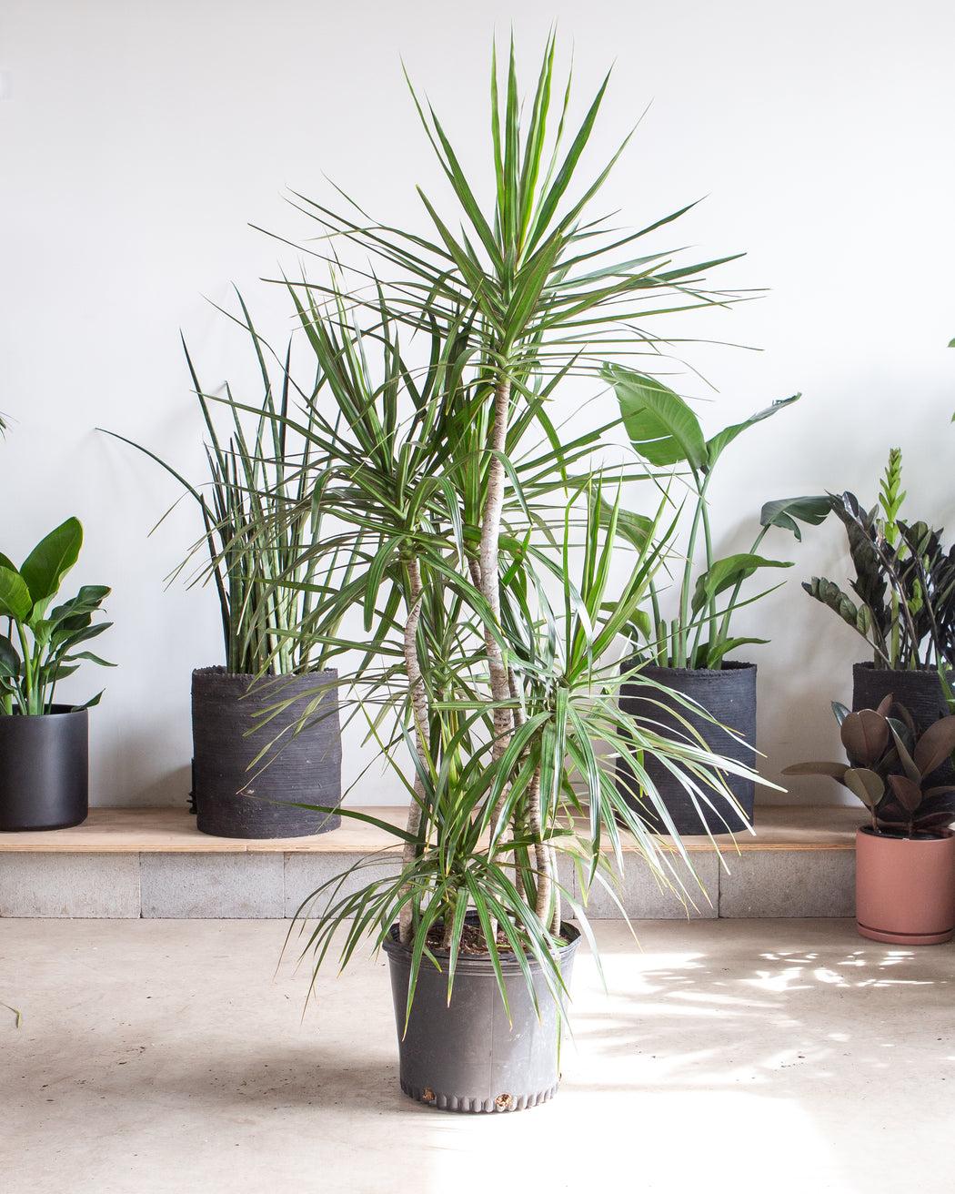 Dracaena Marginata, Staggered - View 35 from www redcrocus com