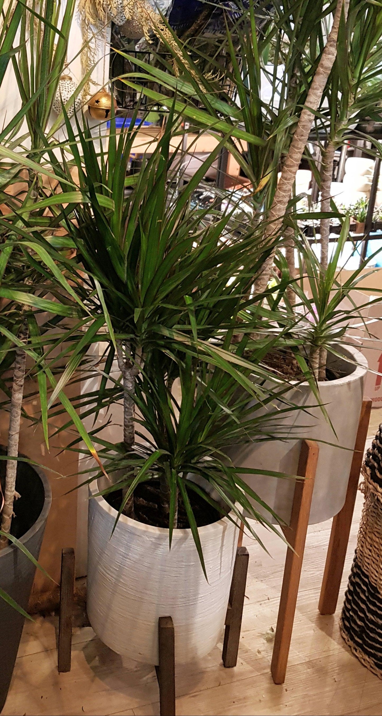 Dracaena Marginata, Staggered - View 36 from www redcrocus com