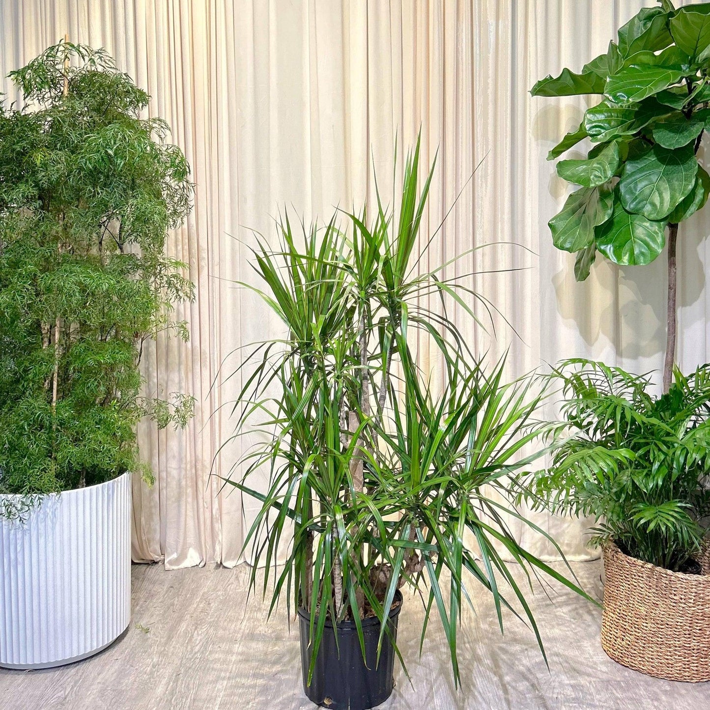 Dracaena Marginata, Staggered - View 37 from www redcrocus com
