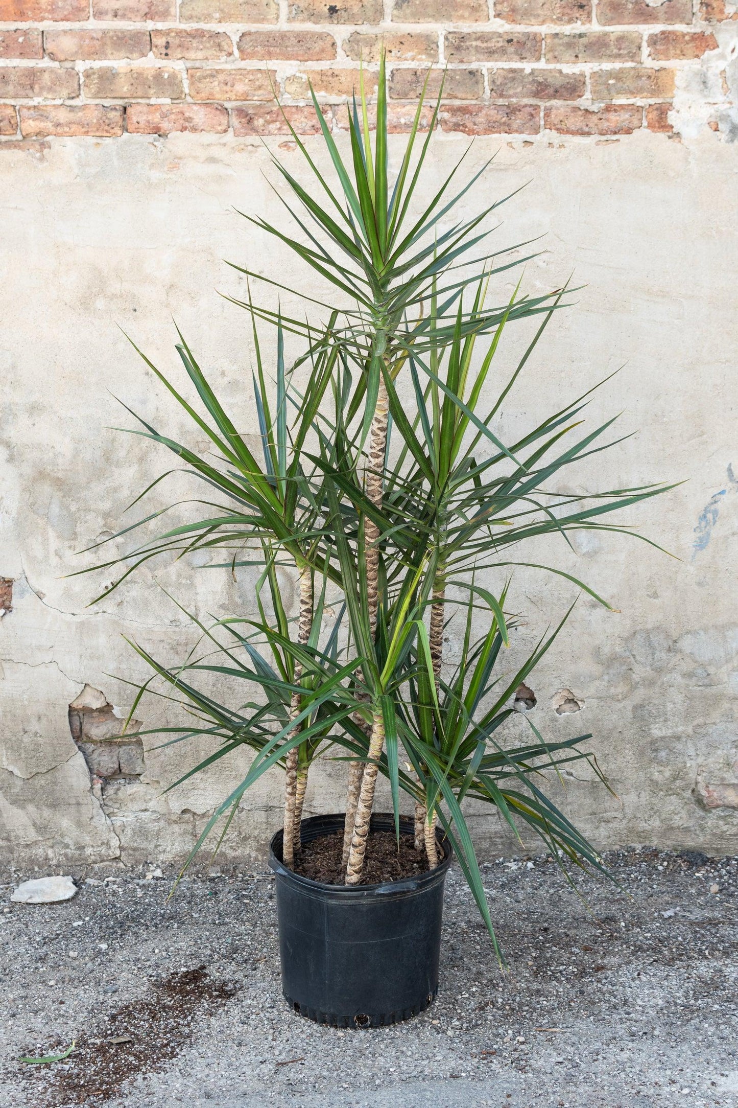 Dracaena Marginata, Staggered - View 4 from www redcrocus com