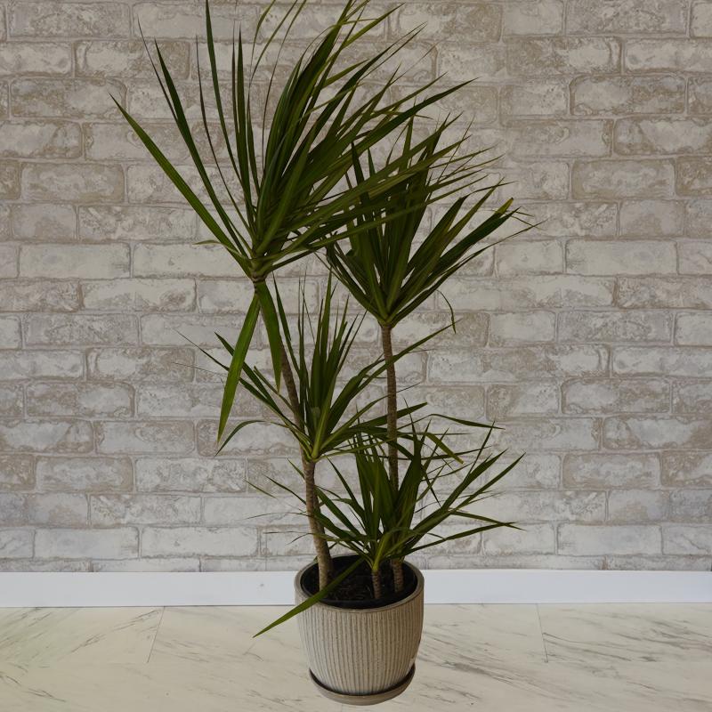 Dracaena Marginata, Staggered - View 8 from www redcrocus com