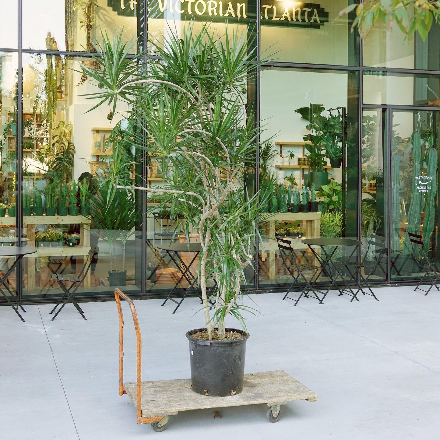 Dracaena Marginata, Freestyle - View 19 from www redcrocus com
