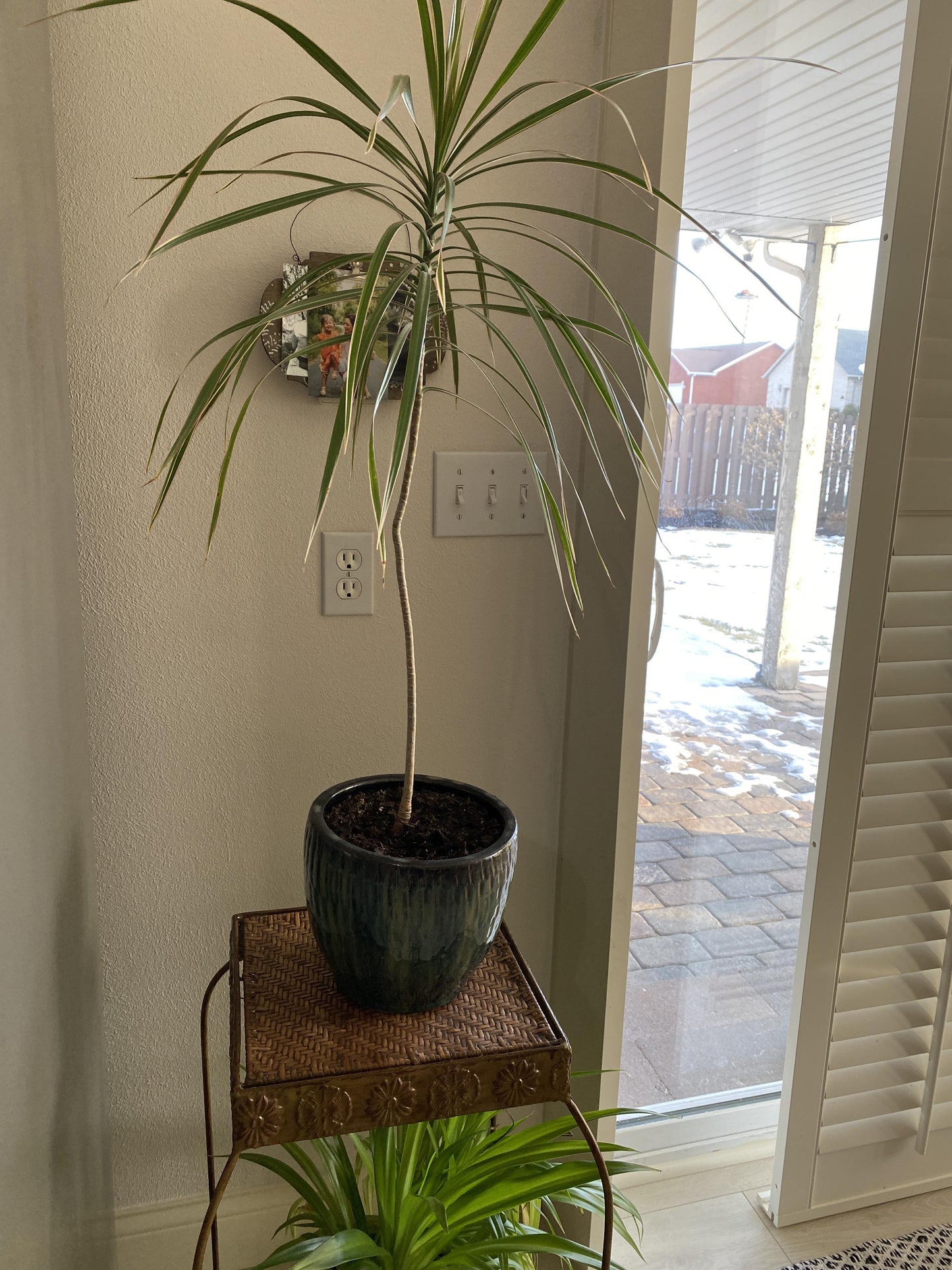 Dracaena Marginata, Freestyle - View 26 from www redcrocus com