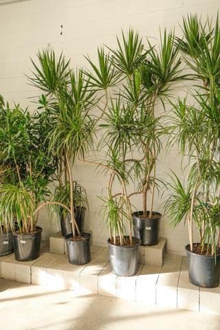 Dracaena Marginata, Freestyle - View 3 from www redcrocus com