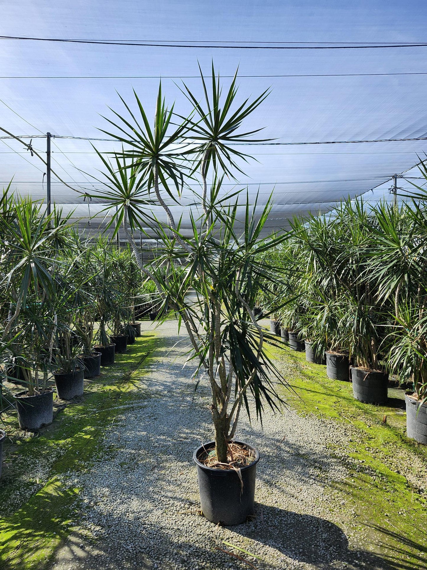 Dracaena Marginata, Freestyle - View 5 from www redcrocus com
