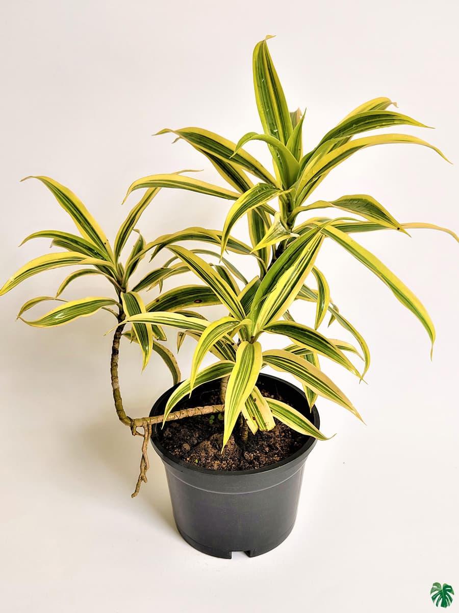 Dracaena Reflexa 'song Of India' - View 17 from www redcrocus com