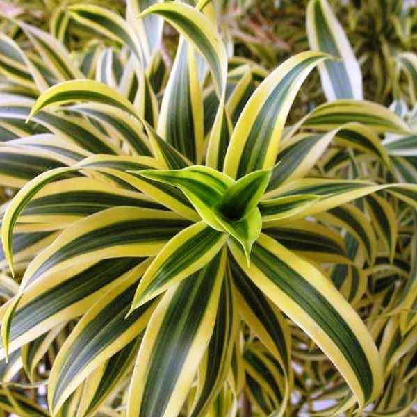 Dracaena Reflexa 'song Of India' - View 26 from www redcrocus com