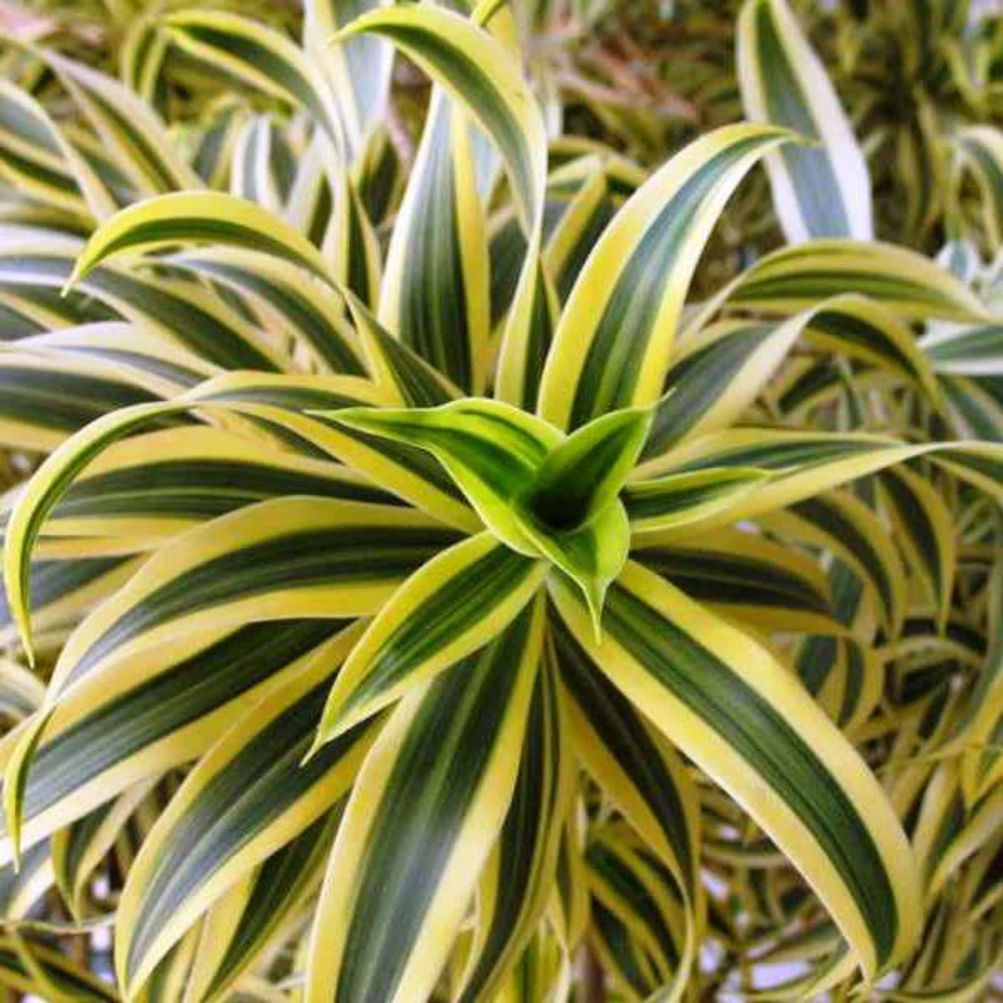 Dracaena Reflexa 'song Of India' - View 37 from www redcrocus com