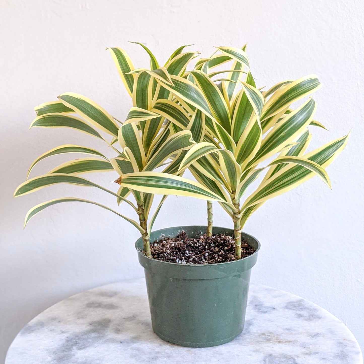 Dracaena Reflexa 'song Of India' - View 4 from www redcrocus com