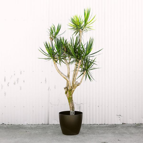 Dracaena Marginata, Character - View 11 from www redcrocus com