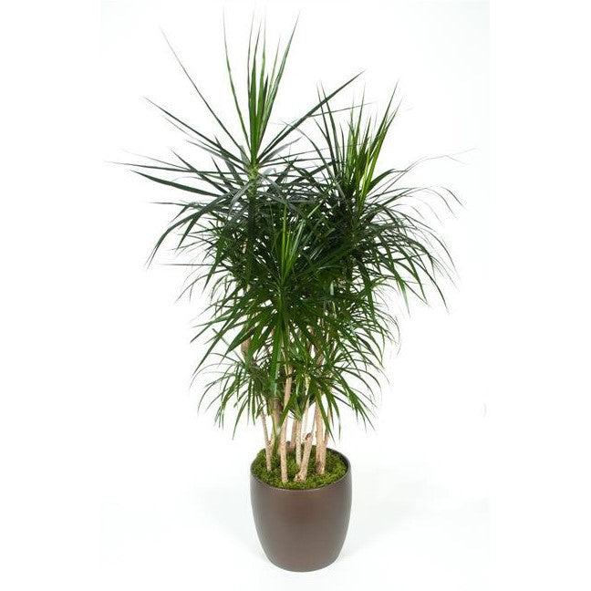 Dracaena Marginata, Character - View 12 from www redcrocus com