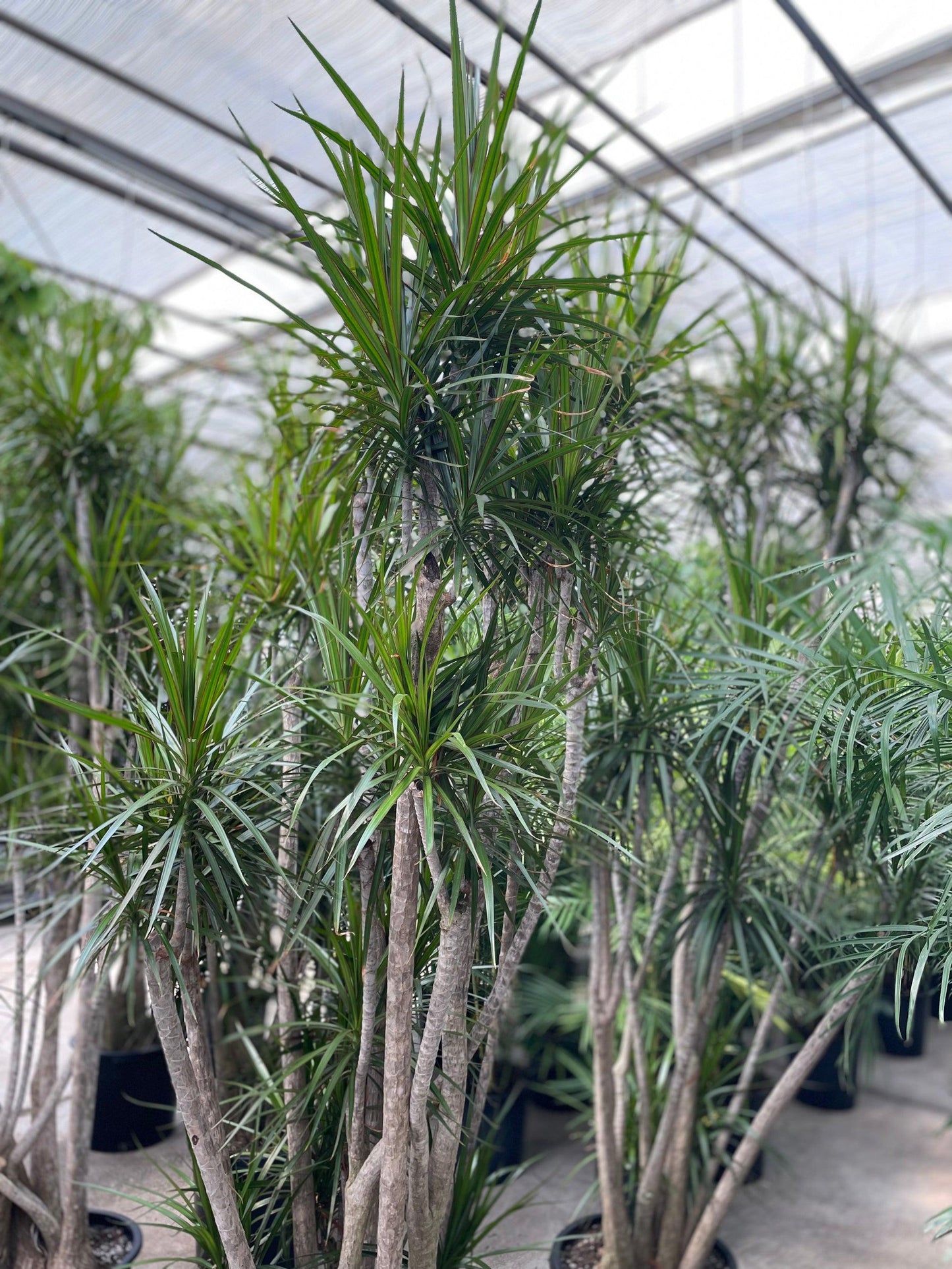 Dracaena Marginata, Character - View 13 from www redcrocus com