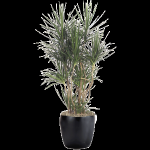 Dracaena Marginata, Character - View 14 from www redcrocus com