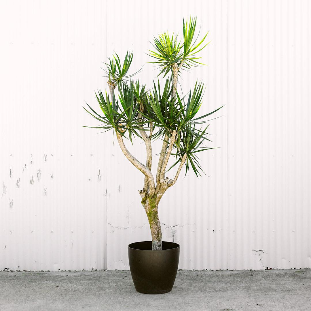 Dracaena Marginata, Character - View 15 from www redcrocus com