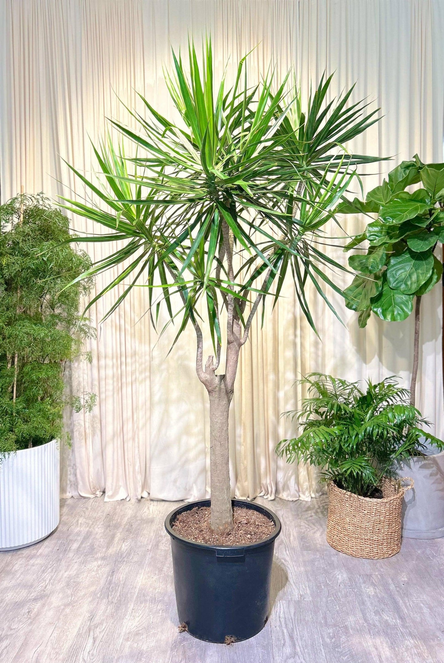Dracaena Marginata, Character - View 17 from www redcrocus com