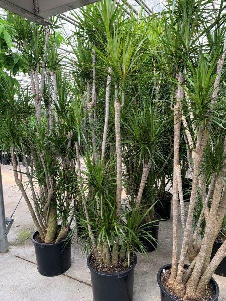Dracaena Marginata, Character - View 18 from www redcrocus com