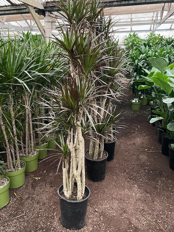 Dracaena Marginata, Character - View 20 from www redcrocus com