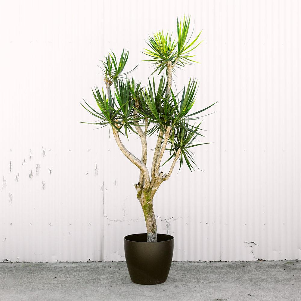 Dracaena Marginata, Character - View 21 from www redcrocus com