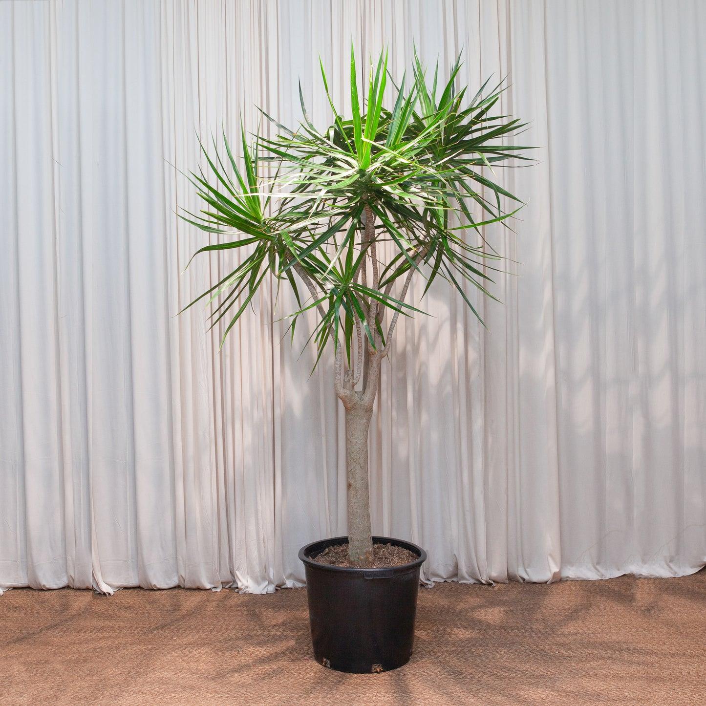 Dracaena Marginata, Character - View 22 from www redcrocus com