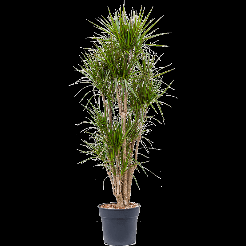 Dracaena Marginata, Character - View 24 from www redcrocus com