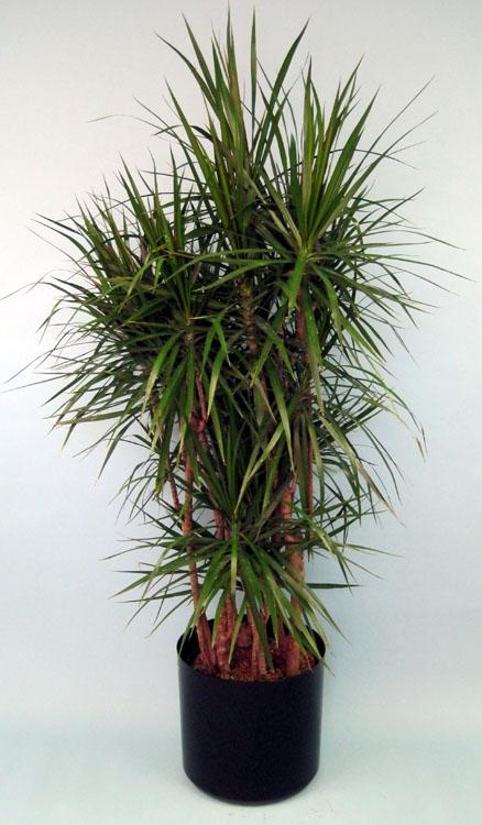 Dracaena Marginata, Character - View 25 from www redcrocus com