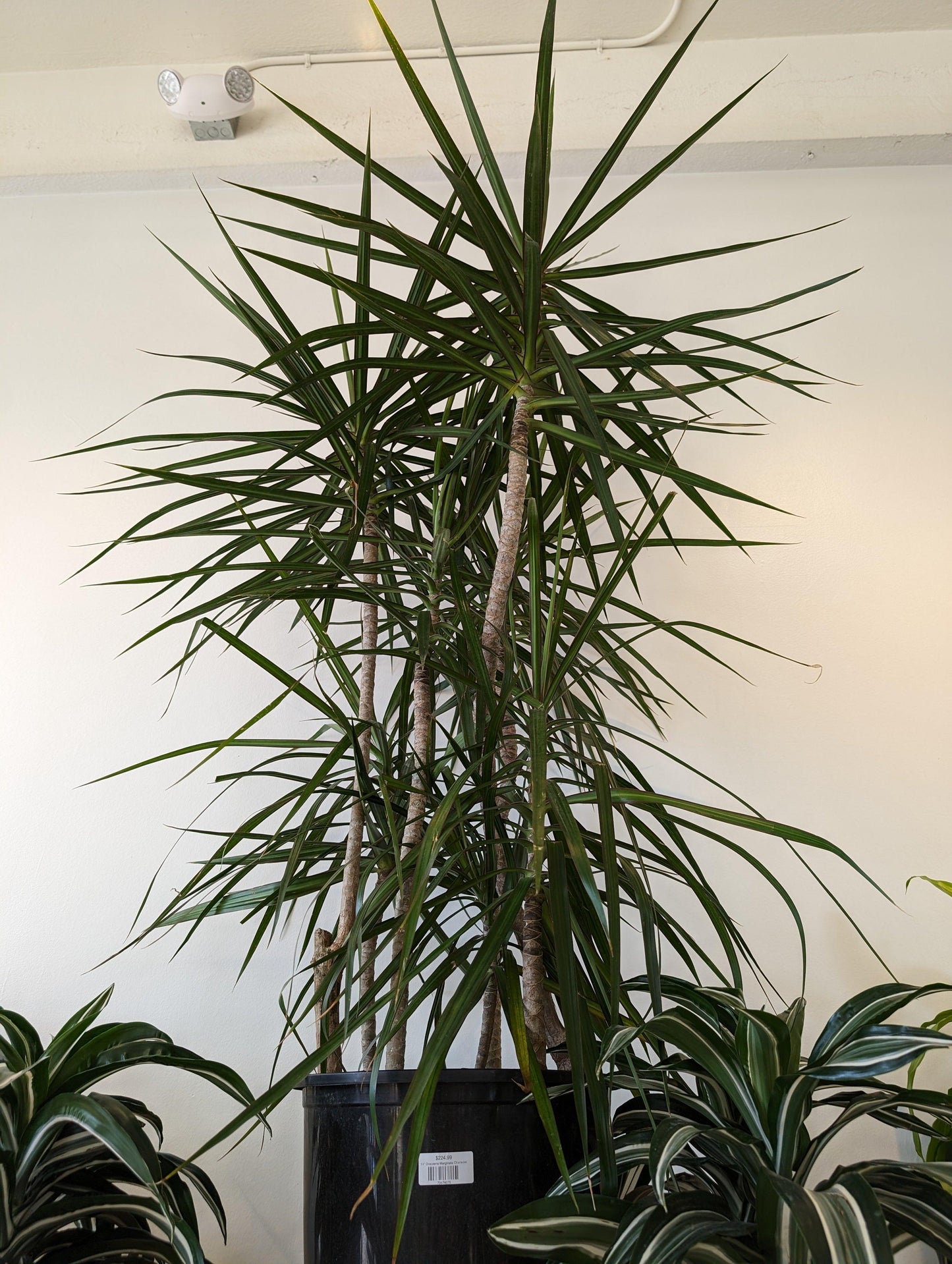 Dracaena Marginata, Character - View 26 from www redcrocus com