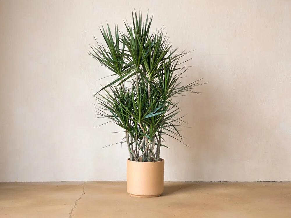 Dracaena Marginata, Character - View 2 from www redcrocus com