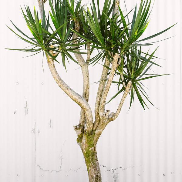 Dracaena Marginata, Character - View 30 from www redcrocus com