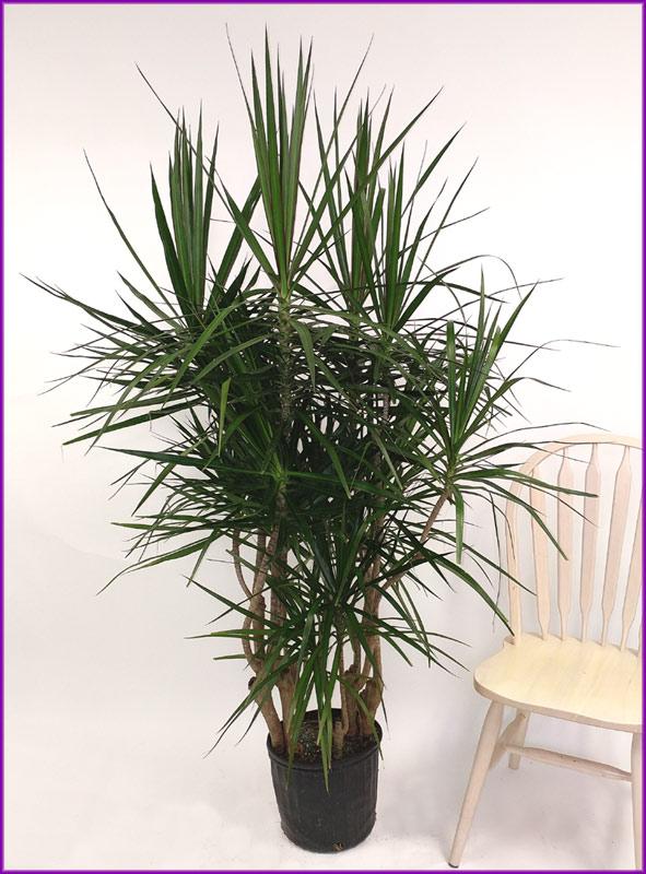Dracaena Marginata, Character - View 33 from www redcrocus com