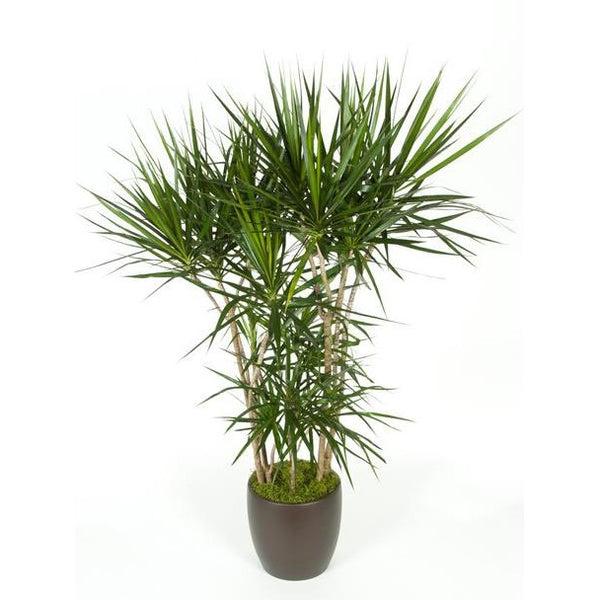 Dracaena Marginata, Character - View 35 from www redcrocus com