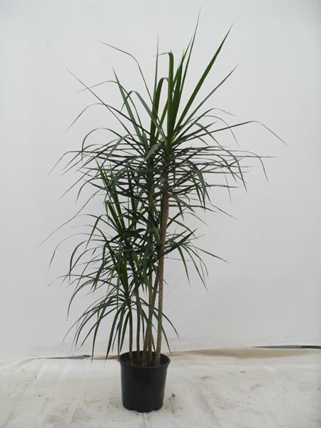 Dracaena Marginata, Character - View 36 from www redcrocus com