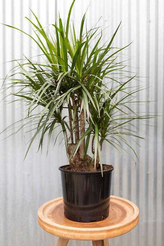 Dracaena Marginata, Character - View 3 from www redcrocus com