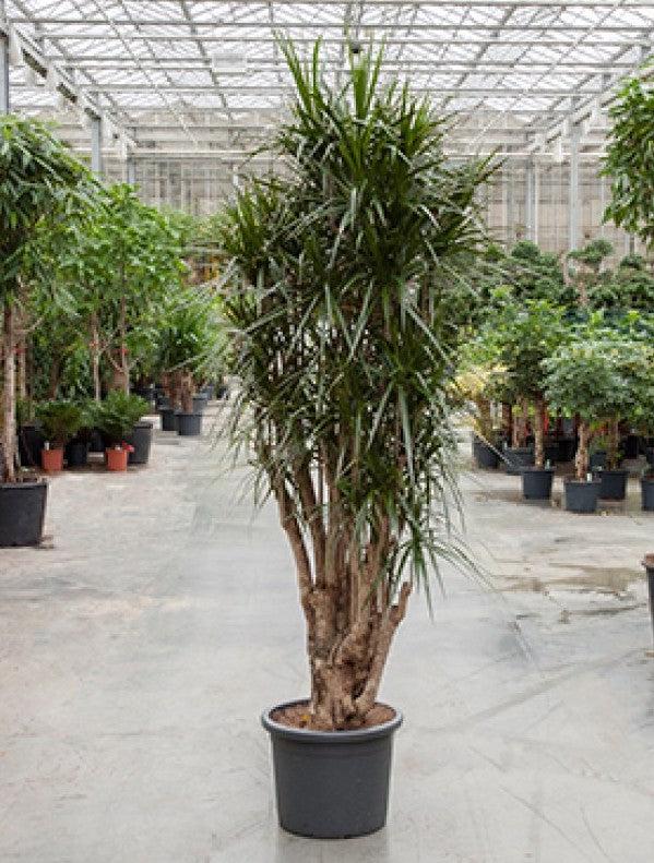 Dracaena Marginata, Character - View 4 from www redcrocus com