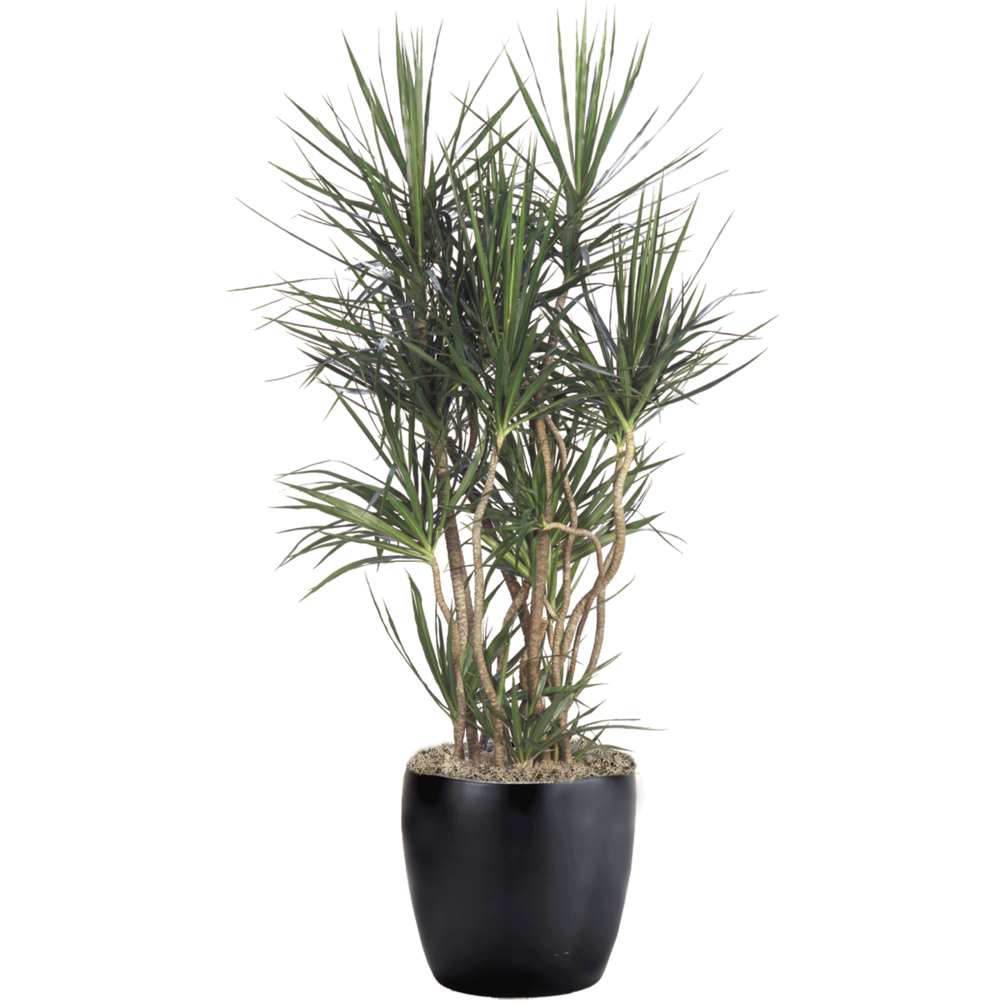 Dracaena Marginata, Character - View 5 from www redcrocus com