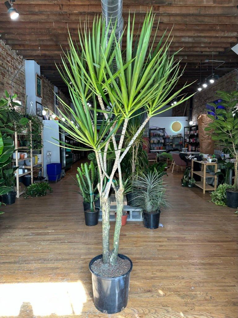 Dracaena Marginata, Character - View 6 from www redcrocus com