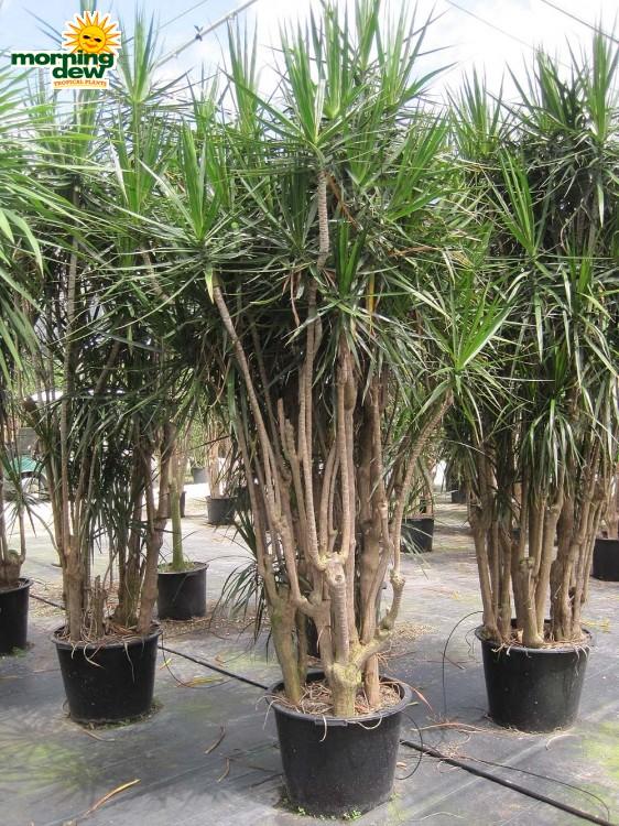 Dracaena Marginata, Character - View 9 from www redcrocus com