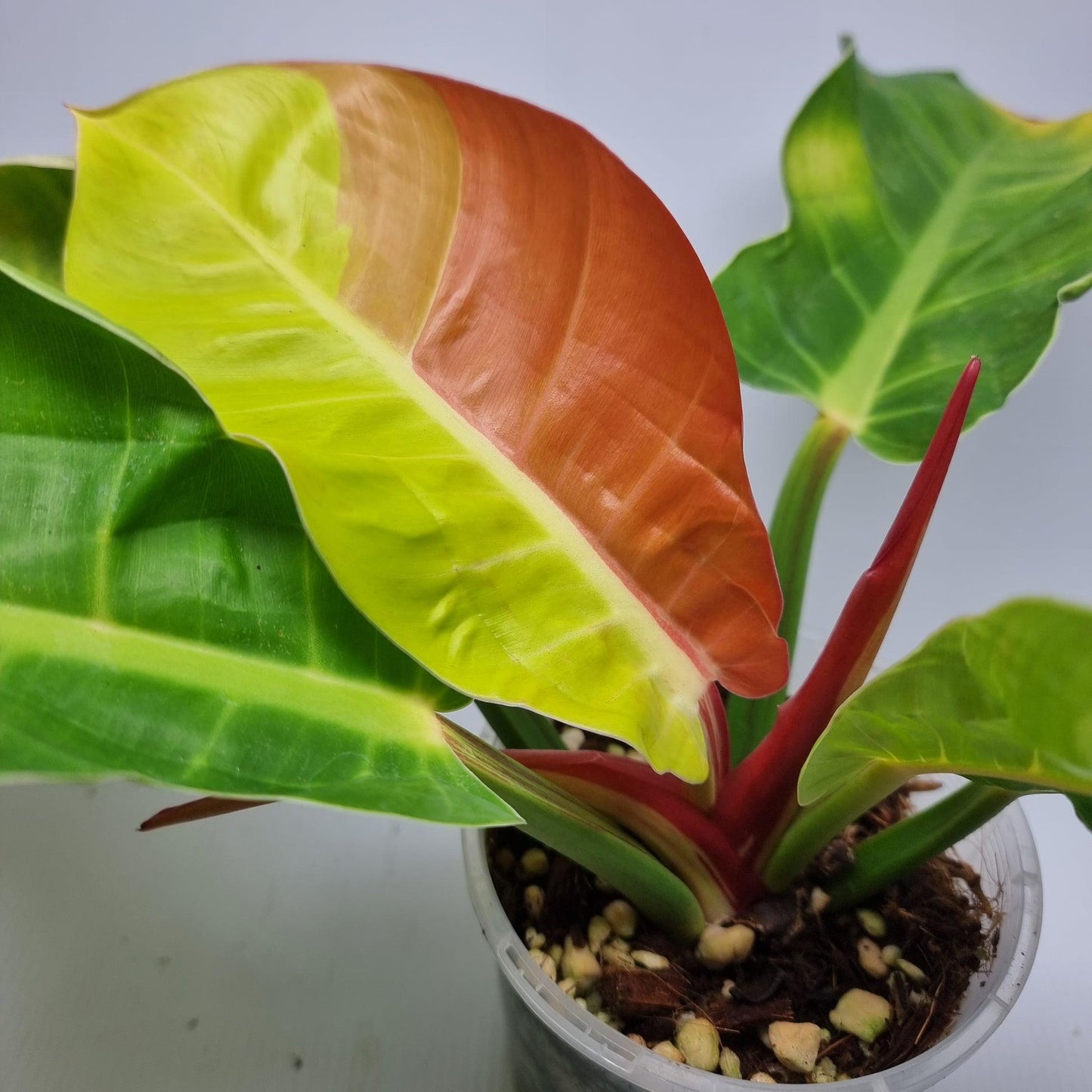 Philodendron 'red Moon' - View 11 from www redcrocus com