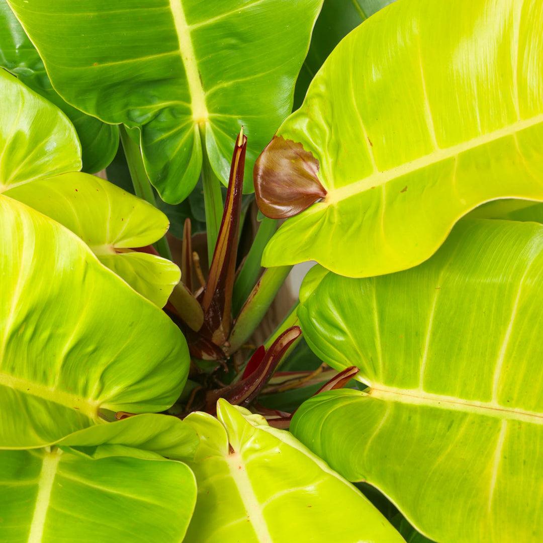 Philodendron 'red Moon' - View 15 from www redcrocus com