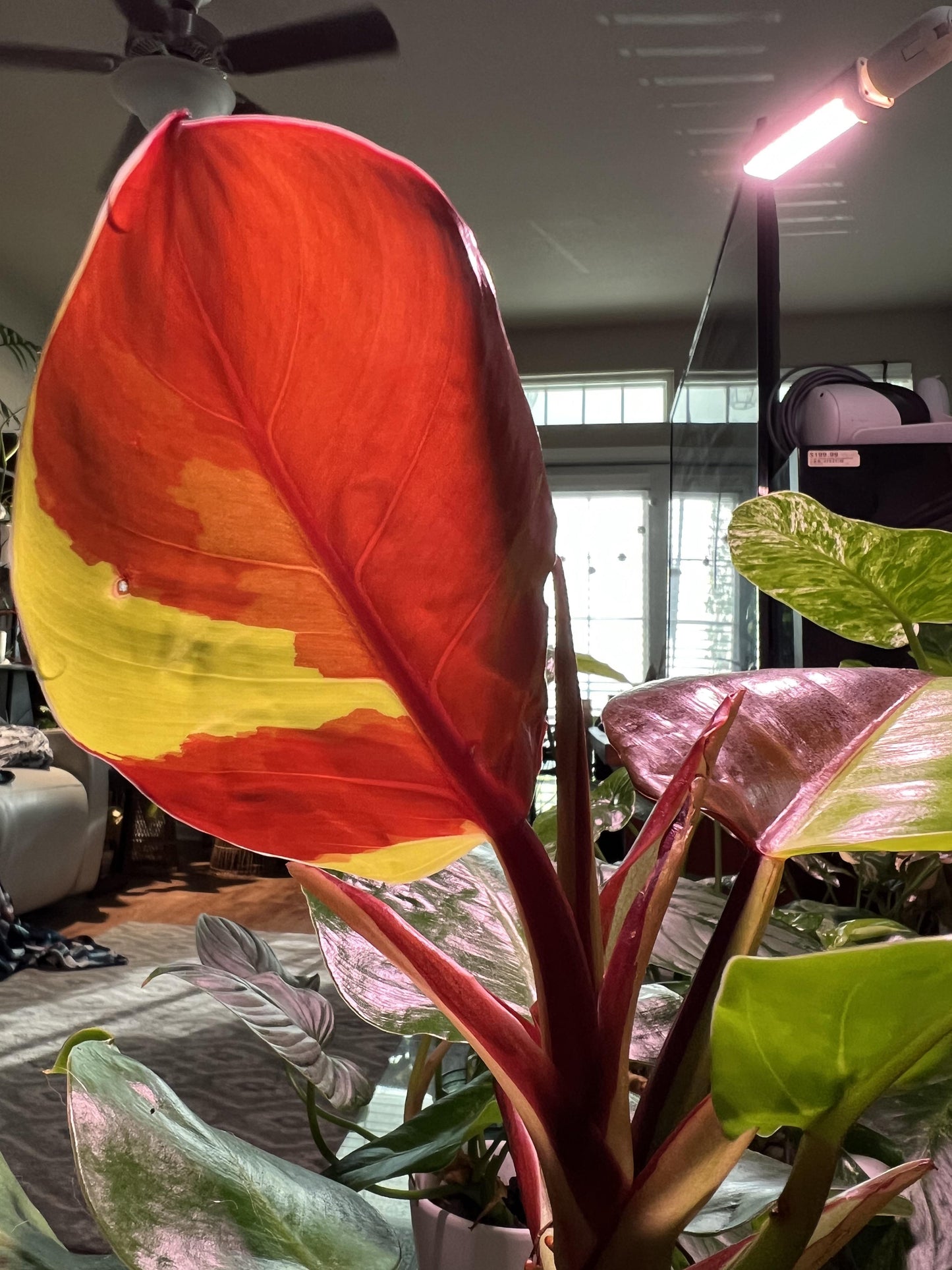 Philodendron 'red Moon' - View 16 from www redcrocus com