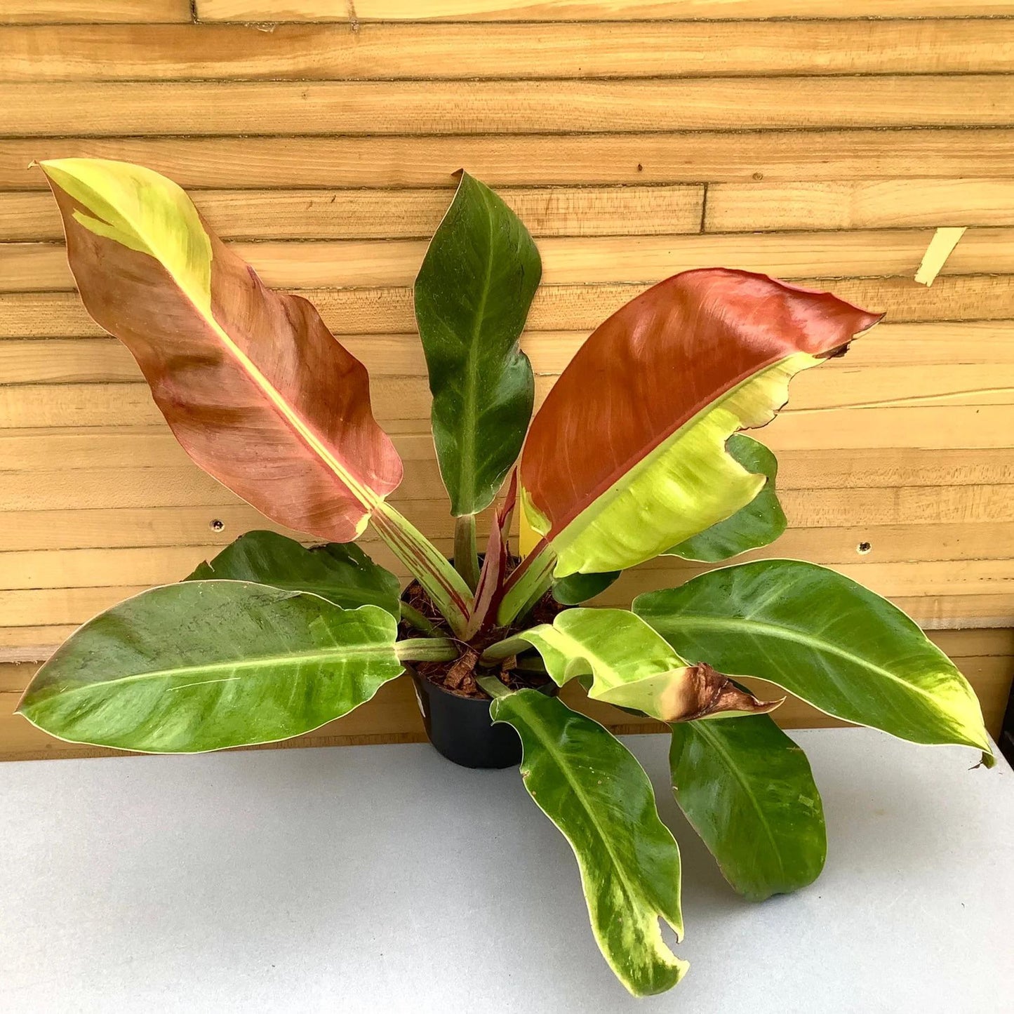Philodendron 'red Moon' - View 19 from www redcrocus com