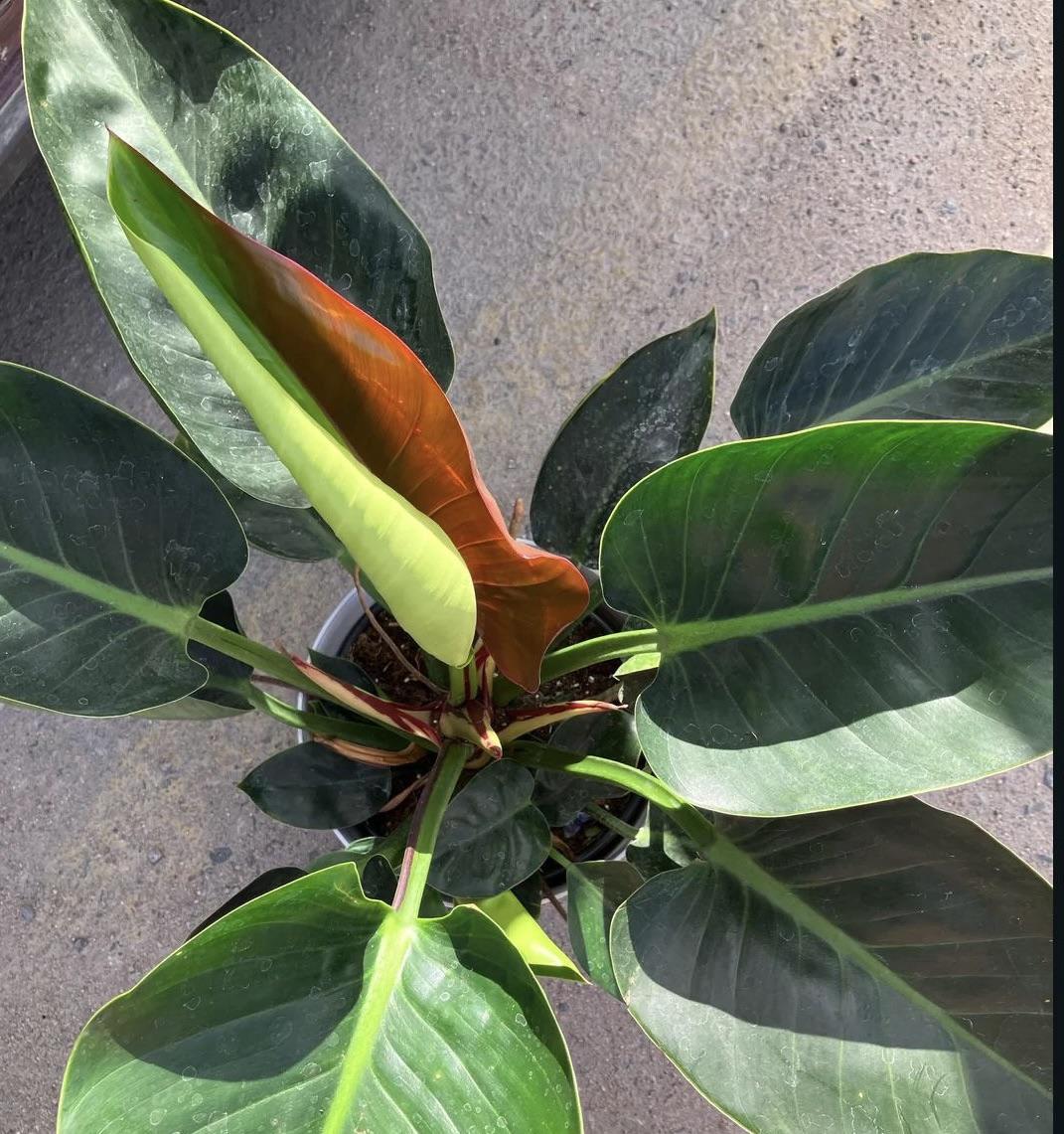 Philodendron 'red Moon' - View 20 from www redcrocus com