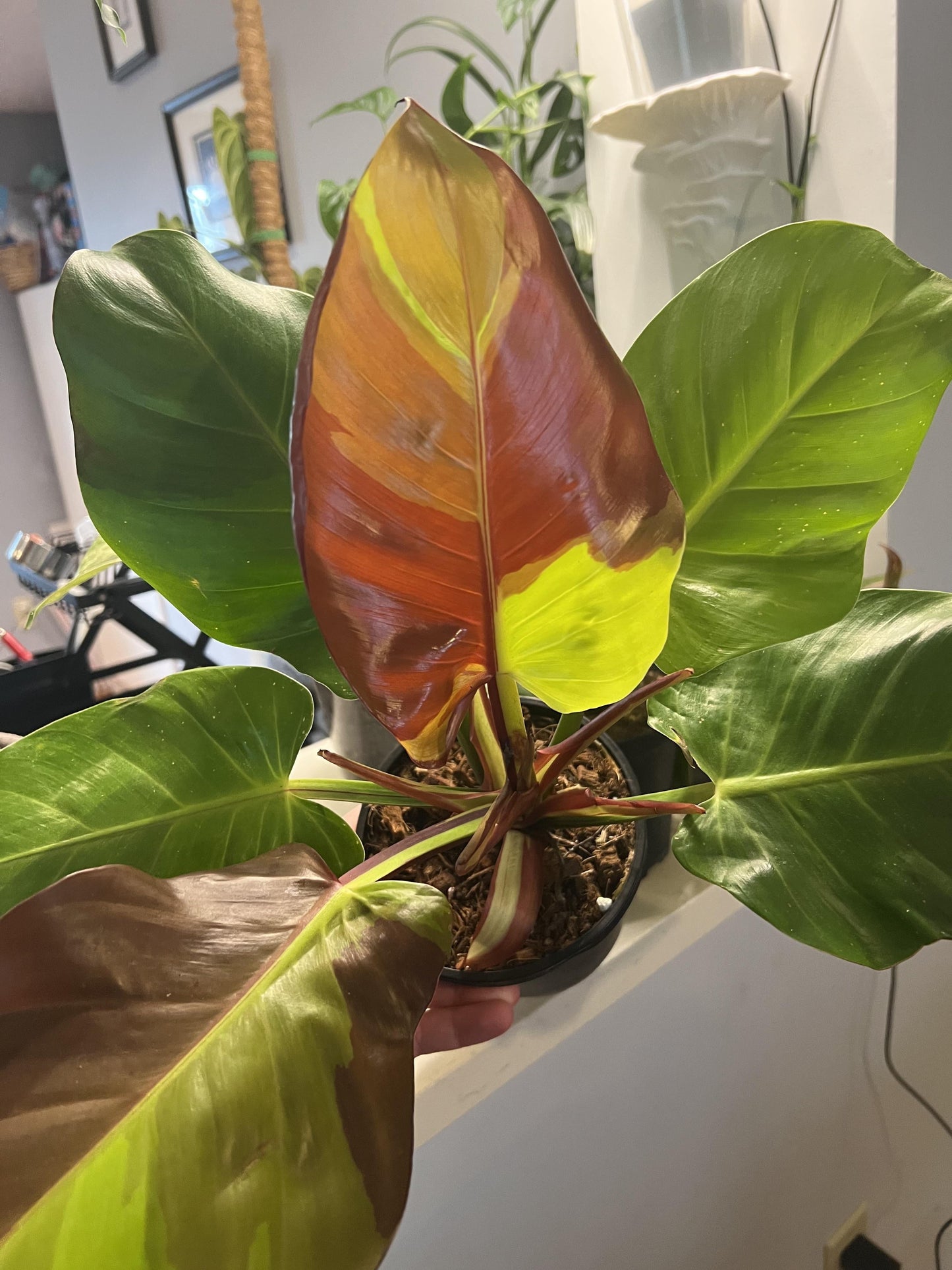 Philodendron 'red Moon' - View 21 from www redcrocus com